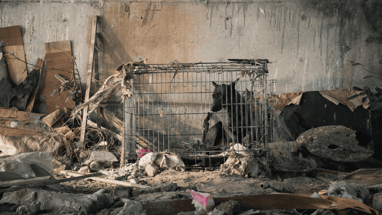 囚犬